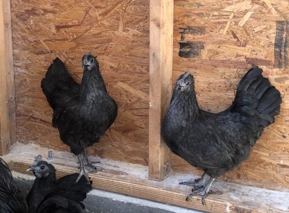 Ayam Cemani Chickens