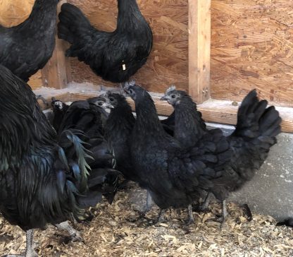 Ayam Cemani Chickens