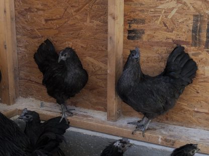 Ayam Cemani Chickens