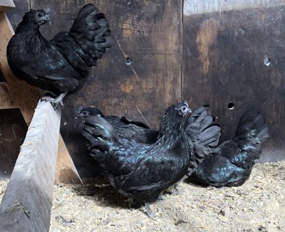 Ayam Cemani Chicken