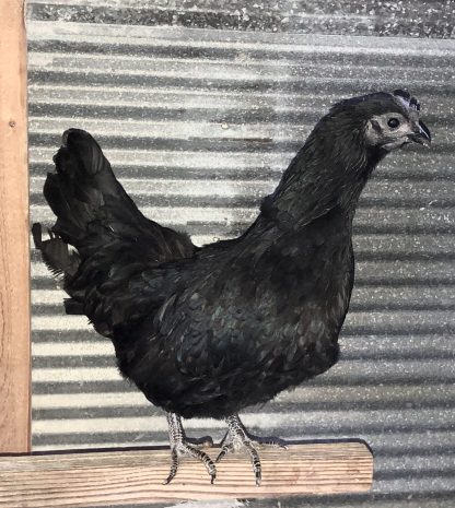 Ayam Cemani Chicken