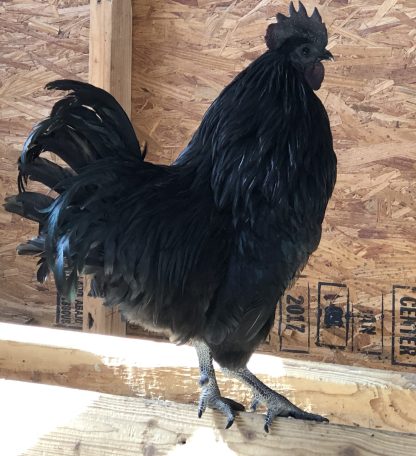 Ayam Cemani Chicken