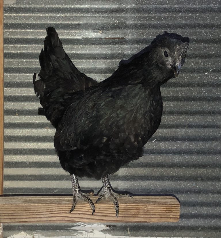 Ayam Cemani Chicken