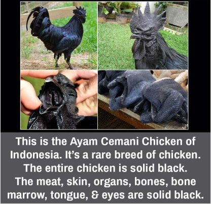 Ayam Cemani Chicken