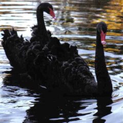 Black Swan