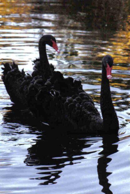 Black Swan