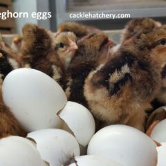 Brown Leghorn Fertile Hatching Eggs