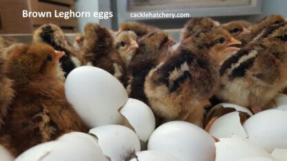 Brown Leghorn Fertile Hatching Eggs