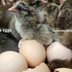 Dark Brahma Fertile Hatching Eggs