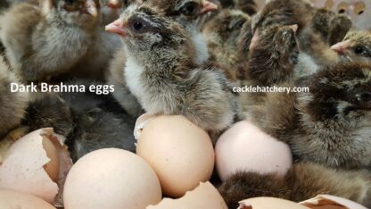 Dark Brahma Fertile Hatching Eggs