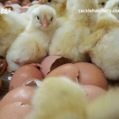 Delaware Fertile Hatching Eggs