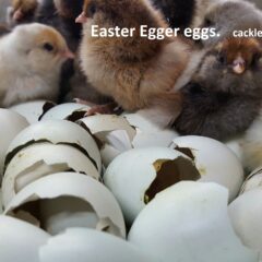 Easter Egg Fertile Hatching Eggs