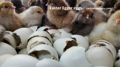 Easter Egg Fertile Hatching Eggs