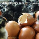 French Black Copper Marans Fertile Hatching Eggs