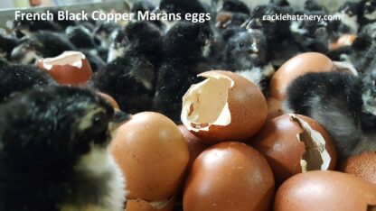 French Black Copper Marans Fertile Hatching Eggs