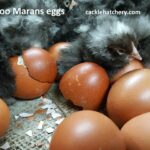 French Cuckoo Marans Fertile Hatching Eggs
