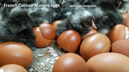 French Cuckoo Marans Fertile Hatching Eggs