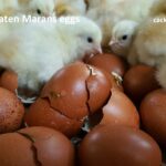 French Wheaten Marans Fertile Hatching Eggs