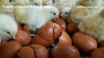 French Wheaten Marans Fertile Hatching Eggs