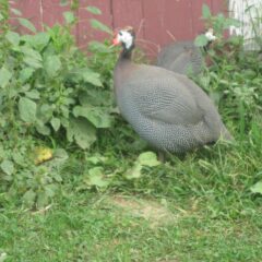 French Pearl Guinea