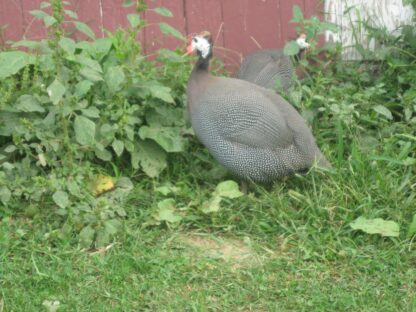 French Pearl Guinea