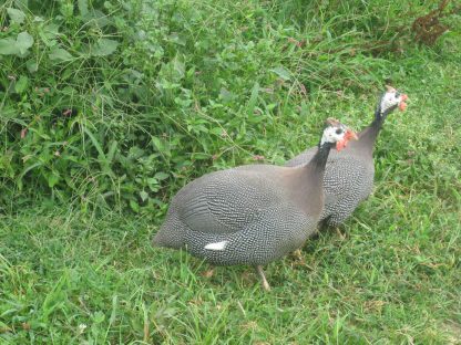 French Pearl Guinea