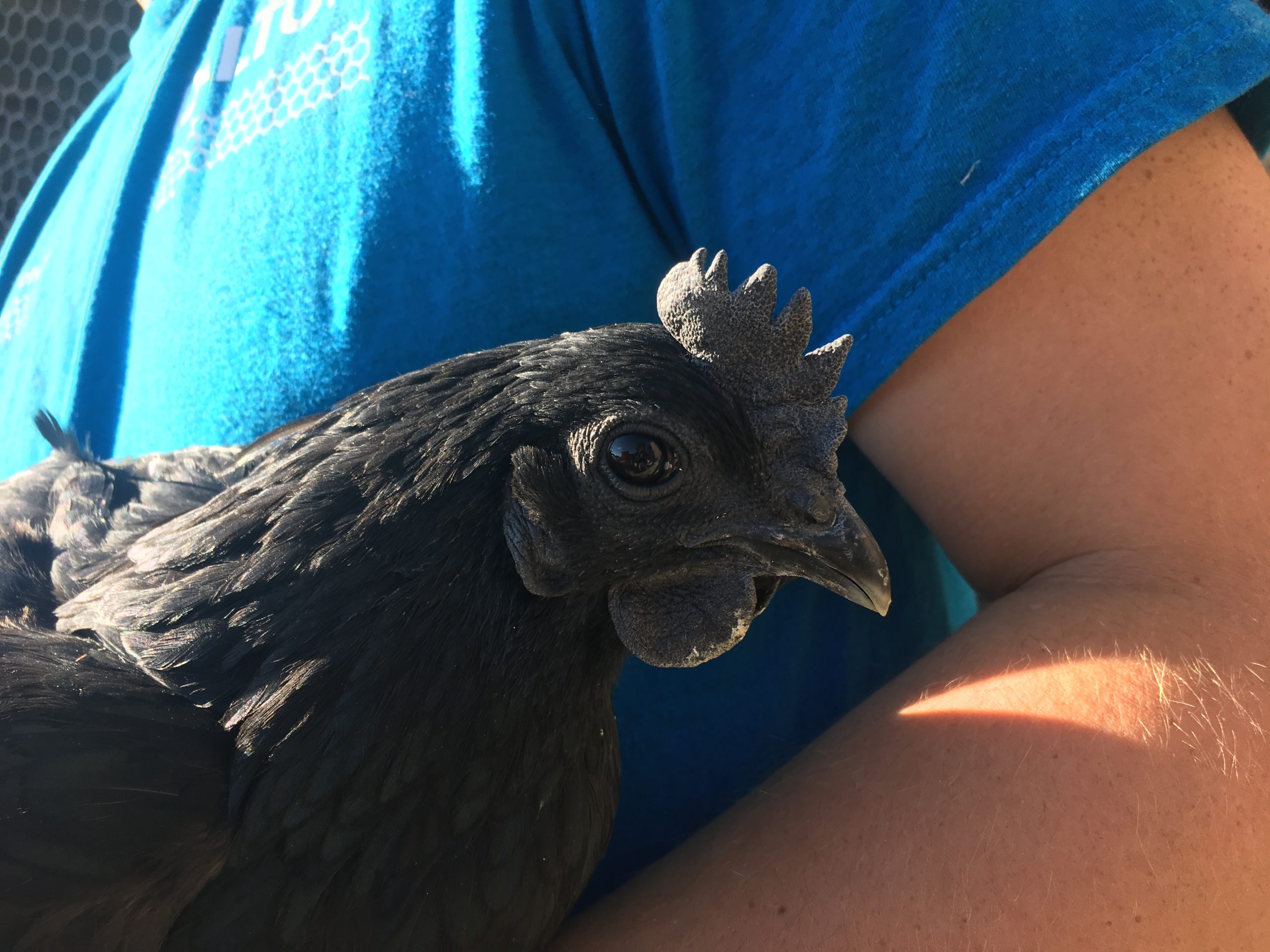 Ayam Cemani Chicken: Baby Chicks for Sale | Cackle Hatchery®