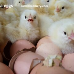 Light Brahma Fertile Hatching Eggs