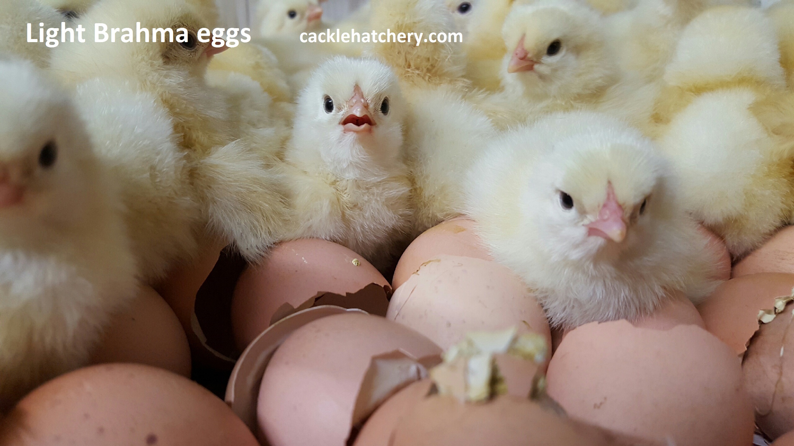 Light Brahma Fertile Hatching Eggs