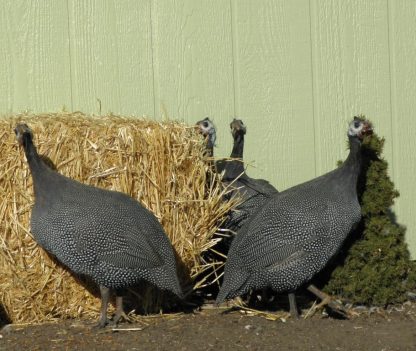 French Pearl Guinea