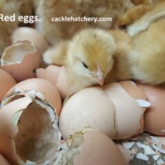 Production Red Fertile Hatching Eggs