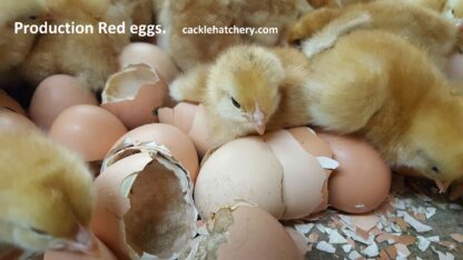 Production Red Fertile Hatching Eggs