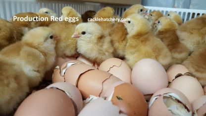 Production Red Fertile Hatching Eggs