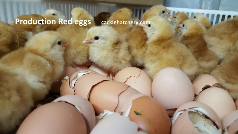 Production Red Fertile Hatching Eggs