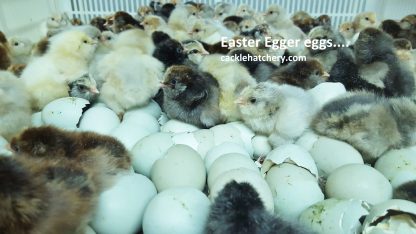Easter Egg Fertile Hatching Eggs