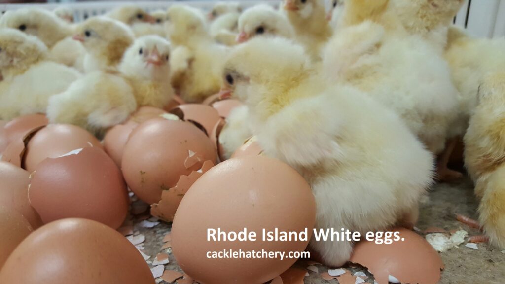 Rhode Island White Fertile Hatching Eggs for Sale Fresh Eggs Cackle