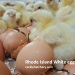 Rhode Island White Fertile Hatching Eggs