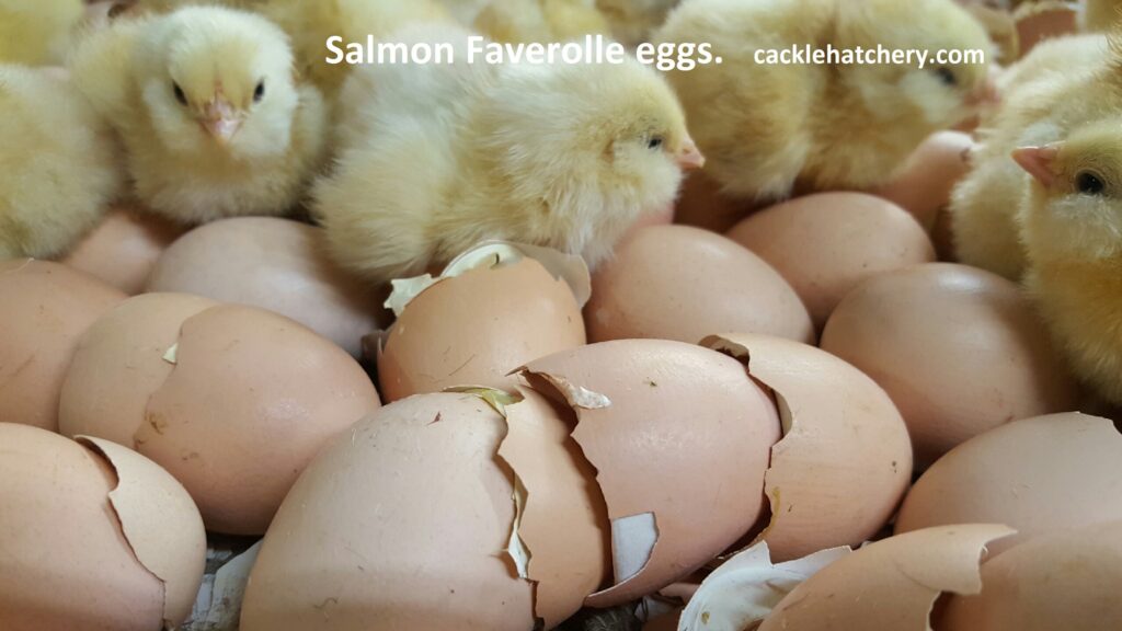 Salmon Faverolle Fertile Hatching Eggs for Sale Fresh/Fertile Eggs Cackle Hatchery®