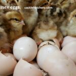Speckled Sussex Fertile Hatching Eggs