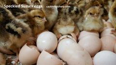 jersey giant fertile eggs for sale