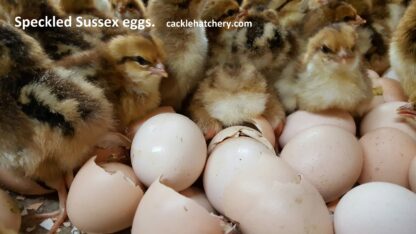 Speckled Sussex Fertile Hatching Eggs