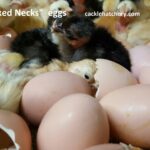 Turken "Naked Neck" Fertile Hatching Eggs