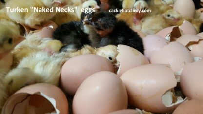 Turken "Naked Neck" Fertile Hatching Eggs