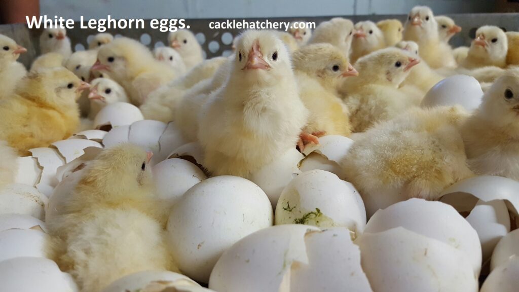 White Leghorn Fertile Hatching Eggs for Sale Fresh/Fertile Eggs Cackle Hatchery®