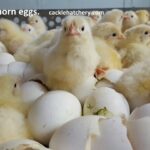 White Leghorn Fertile Hatching Eggs
