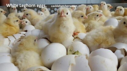 White Leghorn Fertile Hatching Eggs