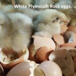 White Plymouth Rock Fertile Hatching Eggs
