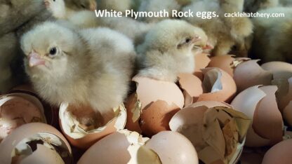 White Plymouth Rock Fertile Hatching Eggs