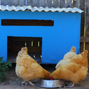 Is It Better to Feed and Water Chickens Inside or Outdoors?