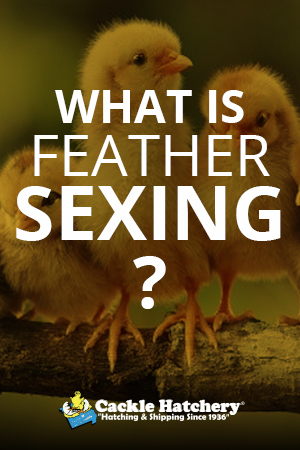 Feather Sexing